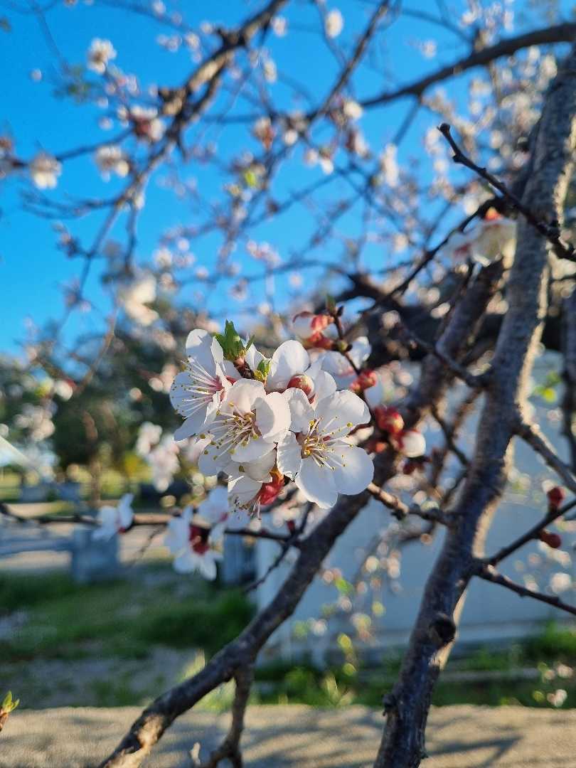 spring 🤍