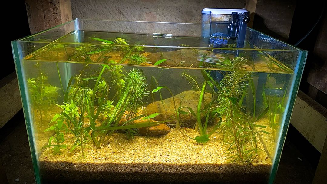 planted aquarium