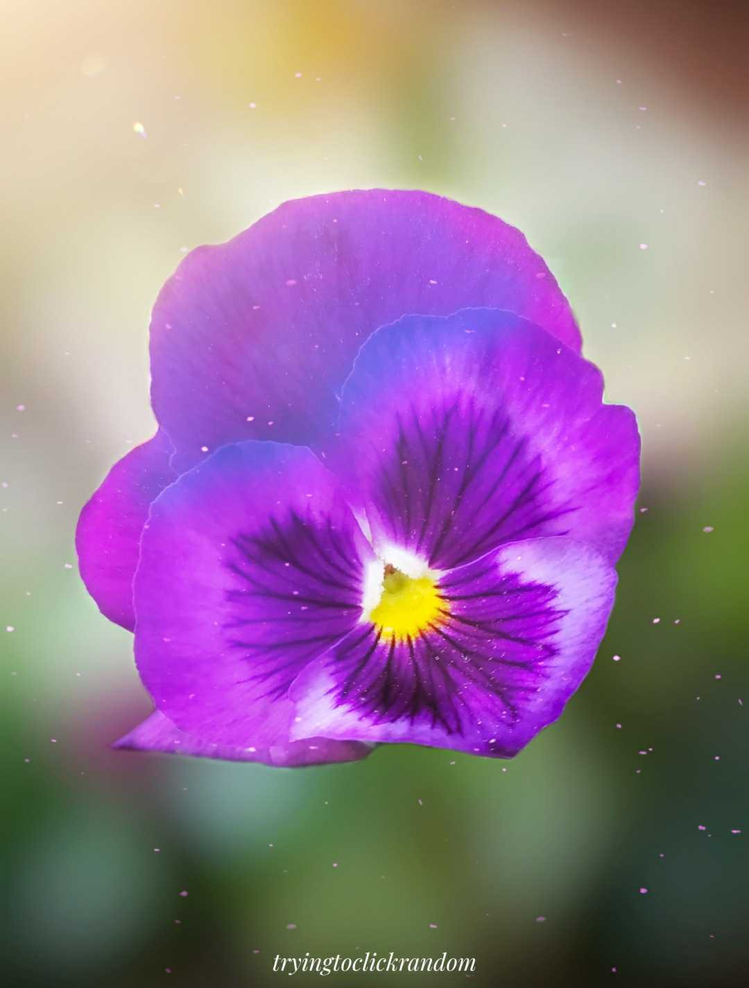 Flower 🌹
