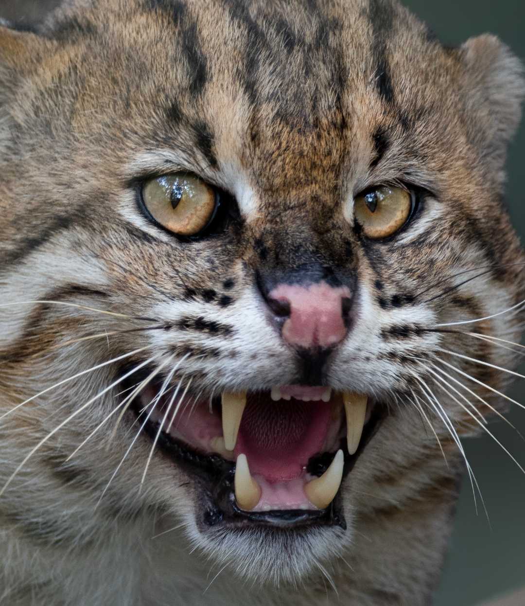 Ferocious 