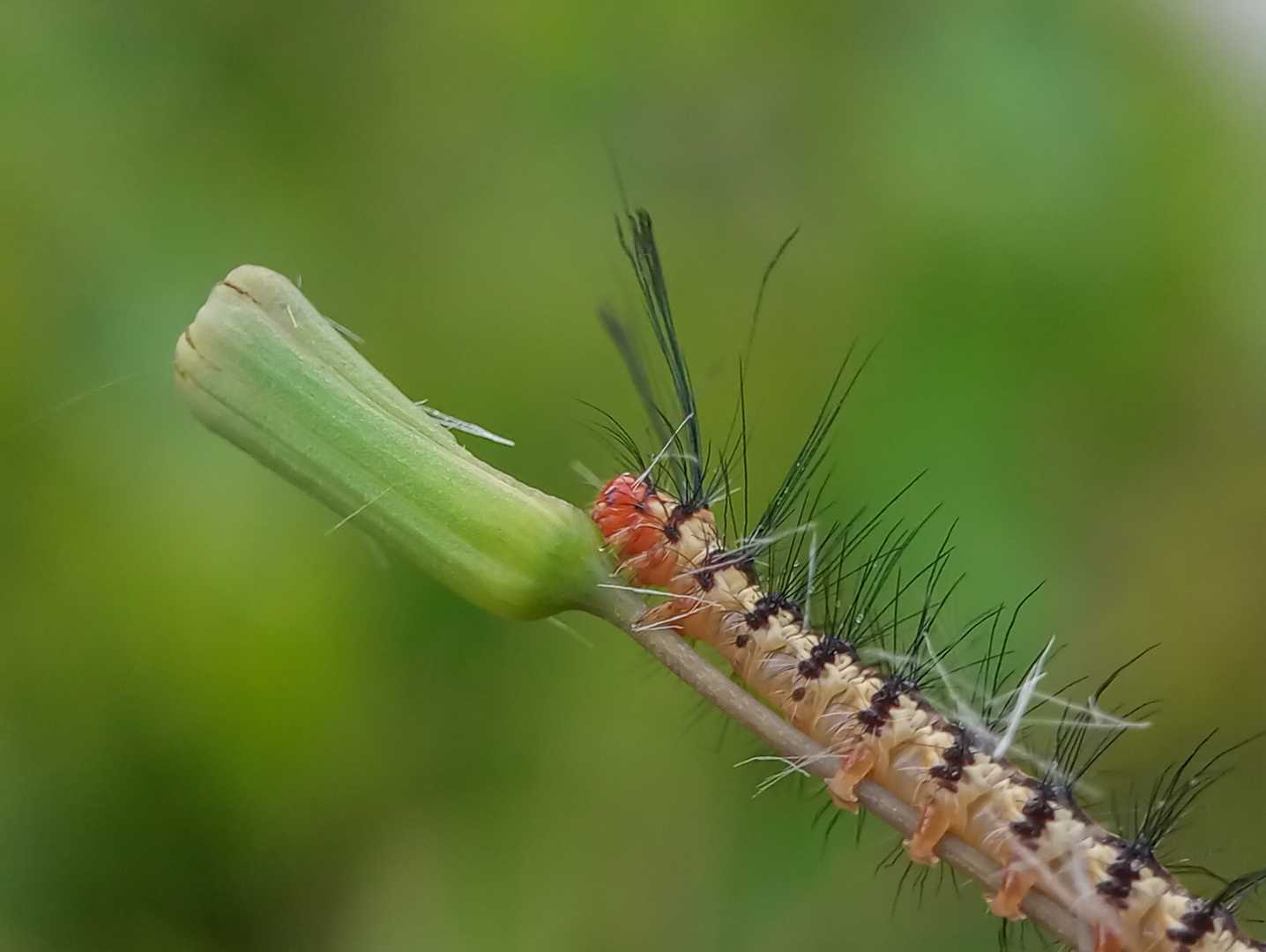 Ulat