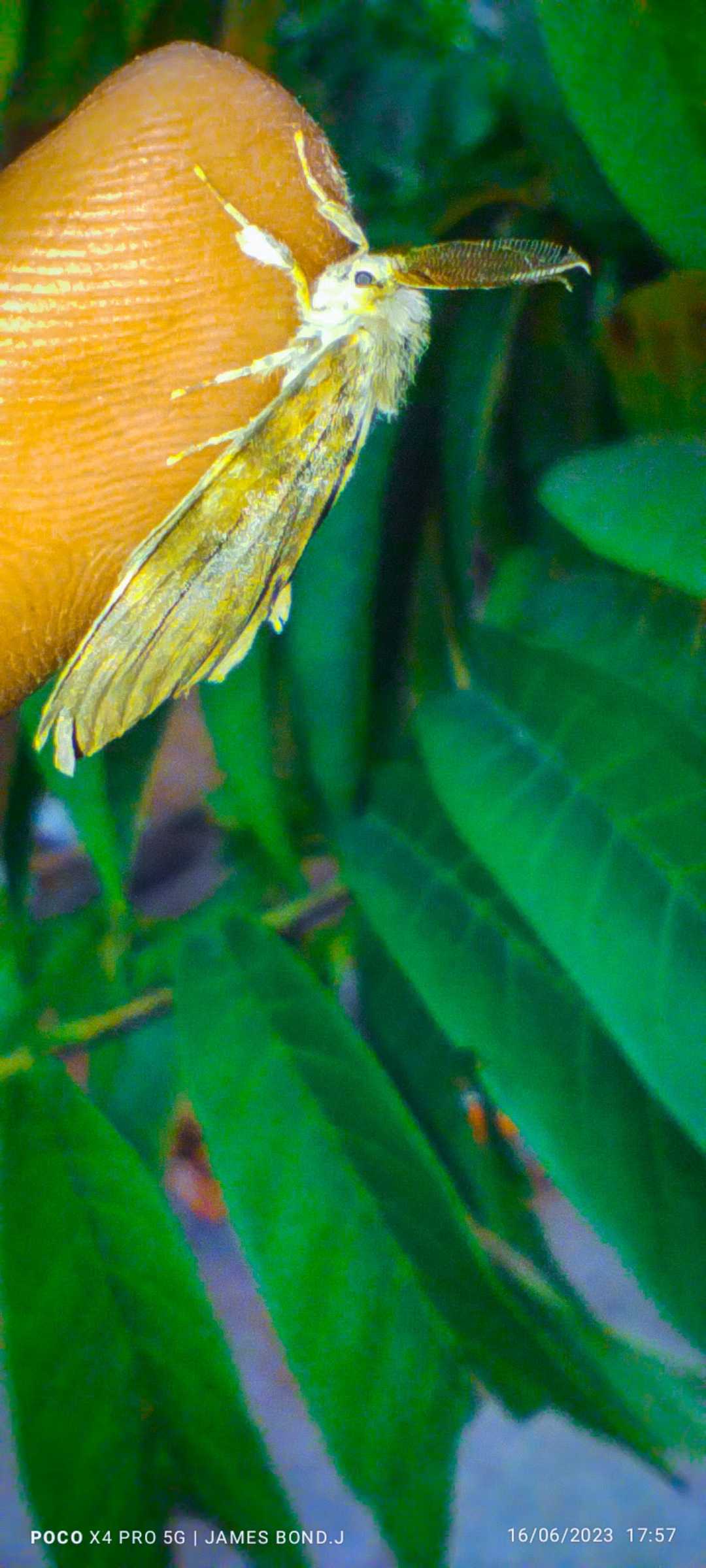 Lymantria dispar.