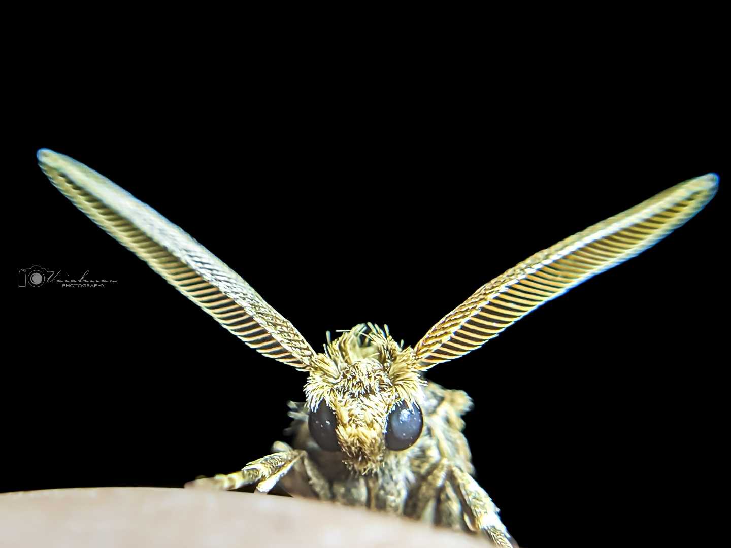moth's head 