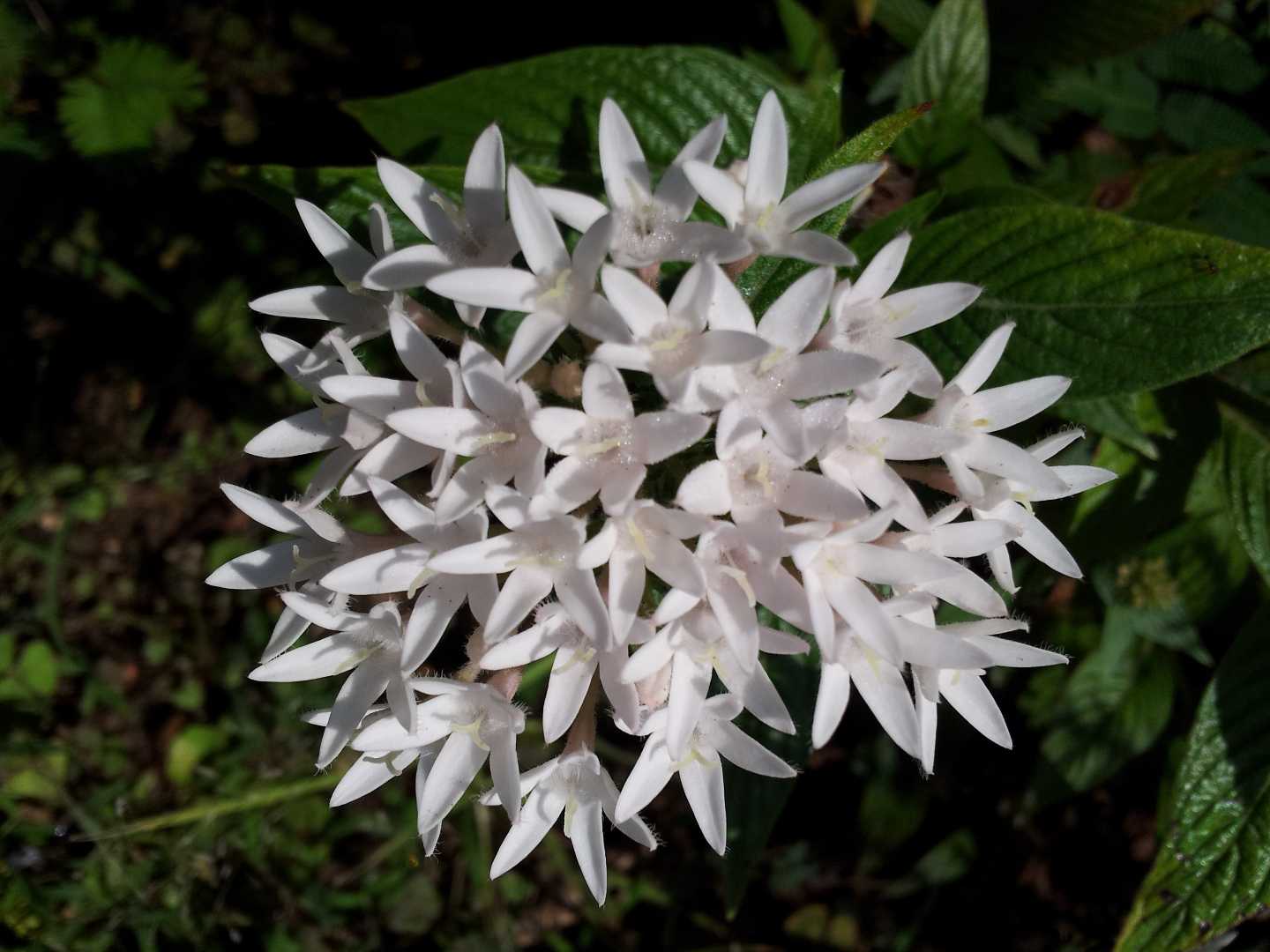 Blancas