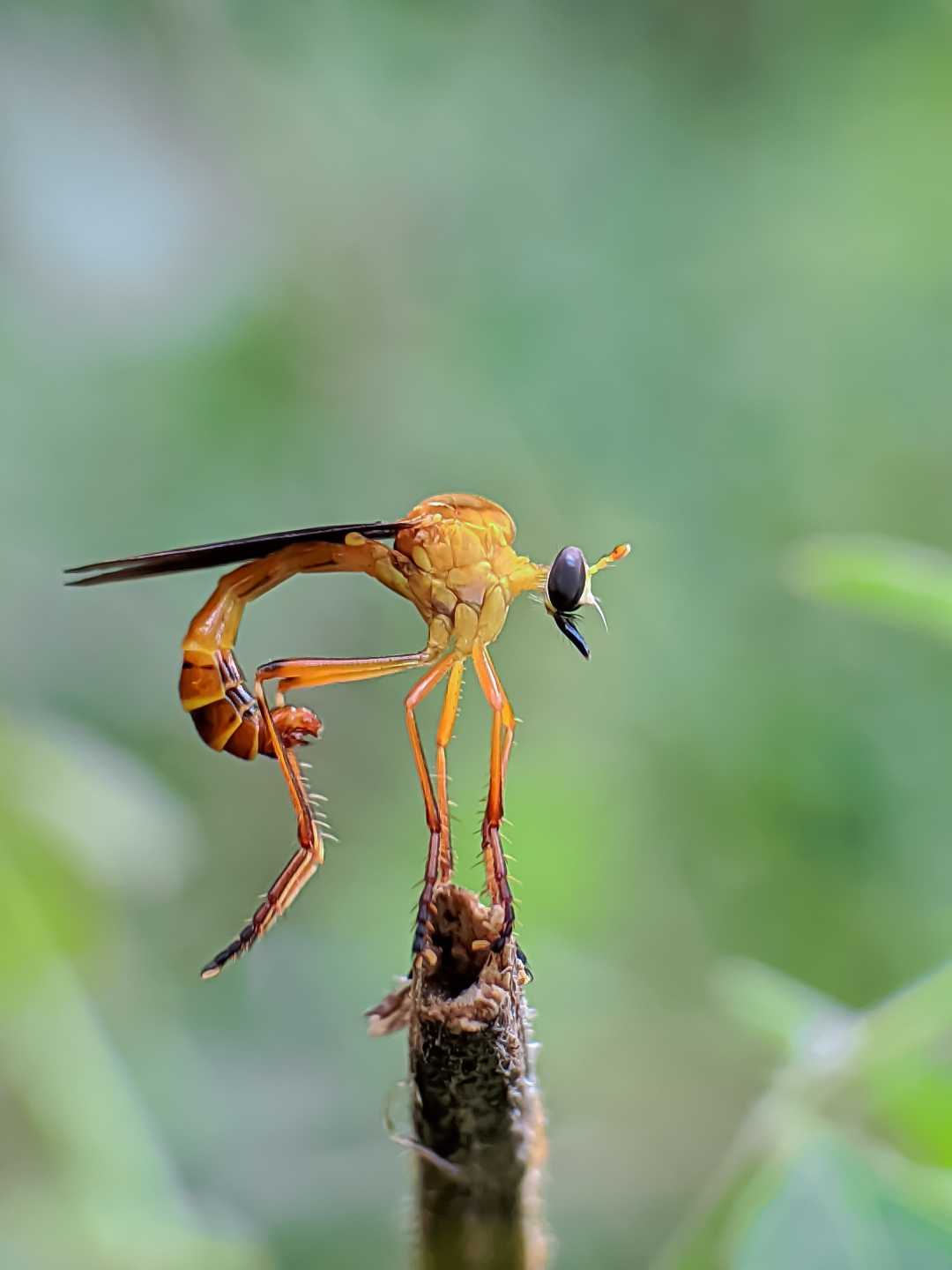 Dasypigoninae 