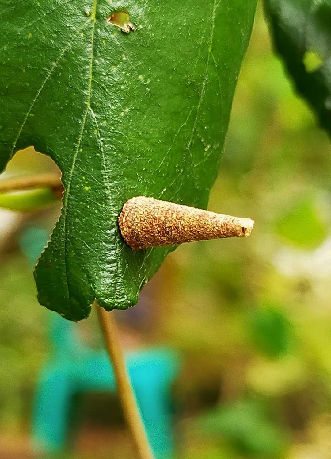 Ulat Bungkus