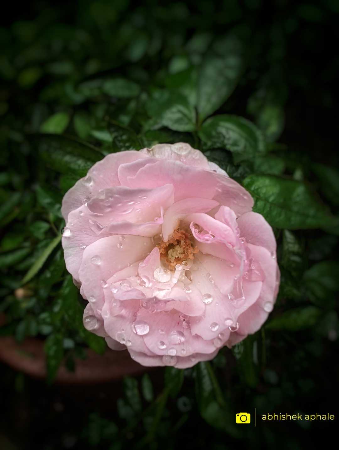 Pink Garden Rose ✨🥀