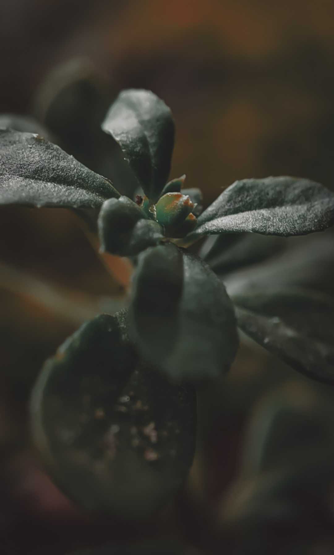 Moody Macro Leaves
