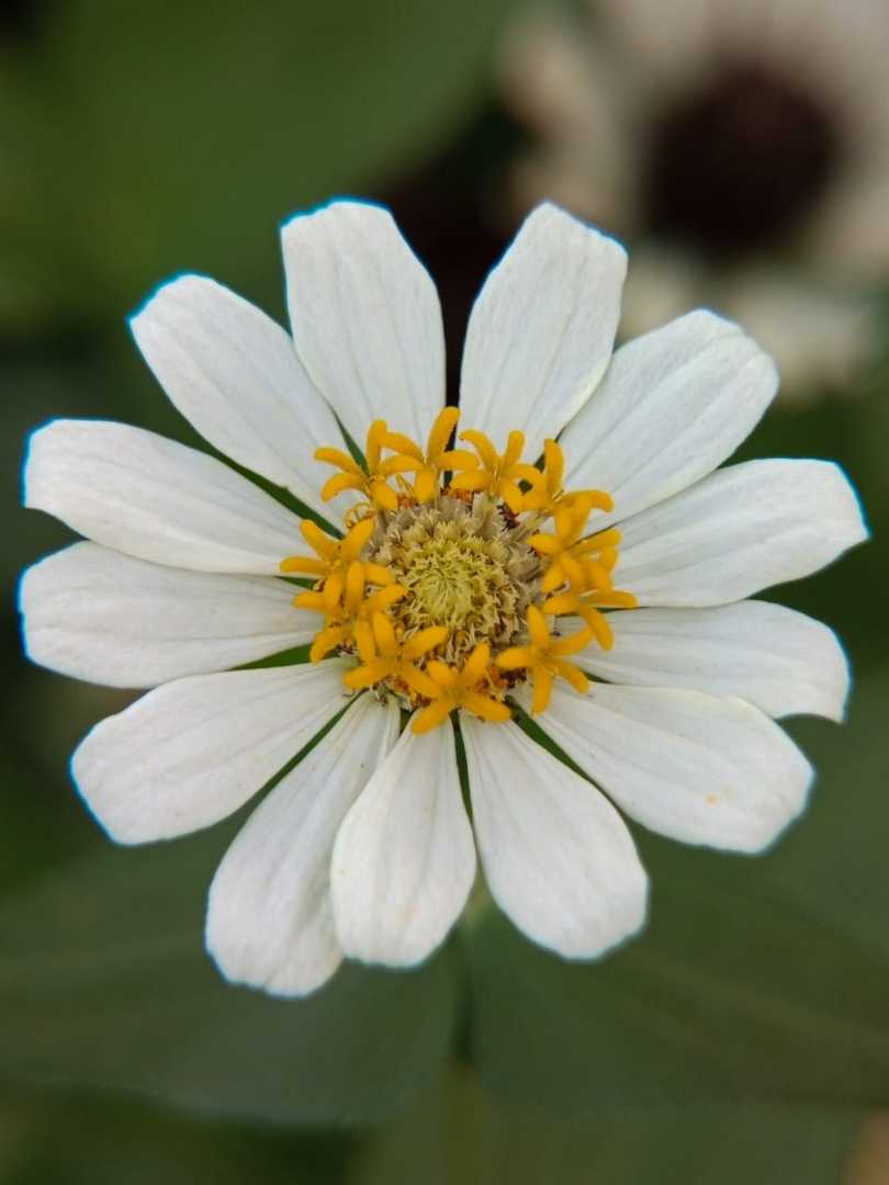 Zinnia.