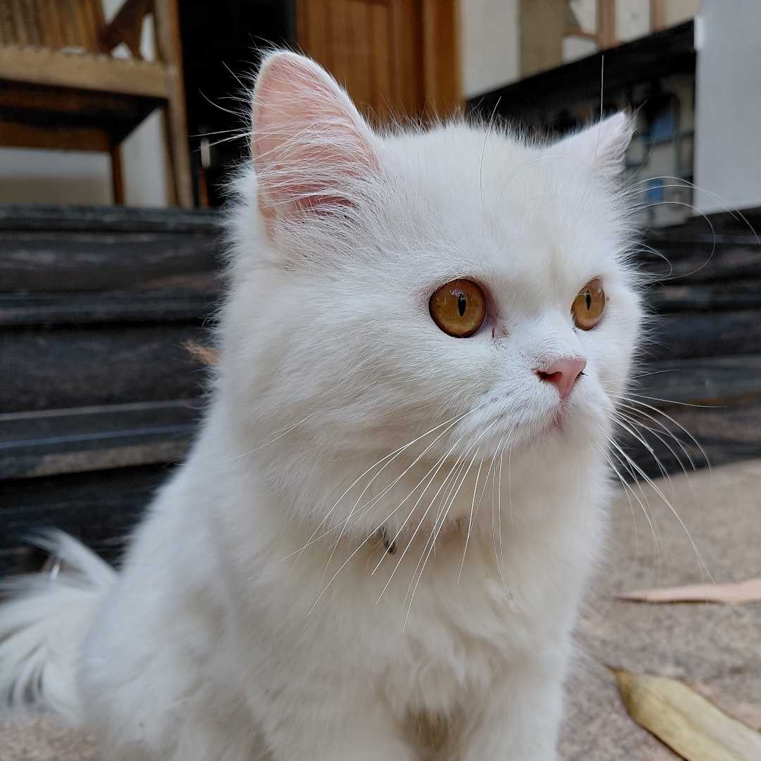 Bella