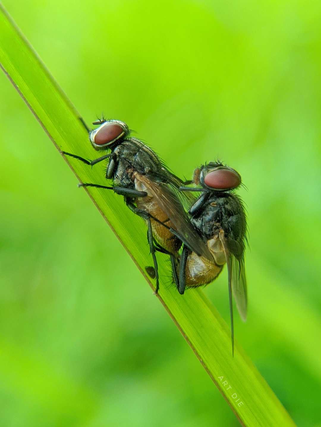 Lalat