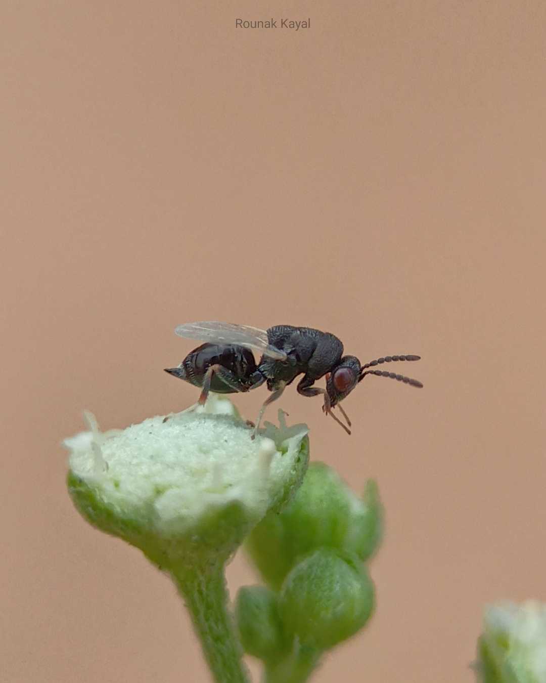 Insect 
