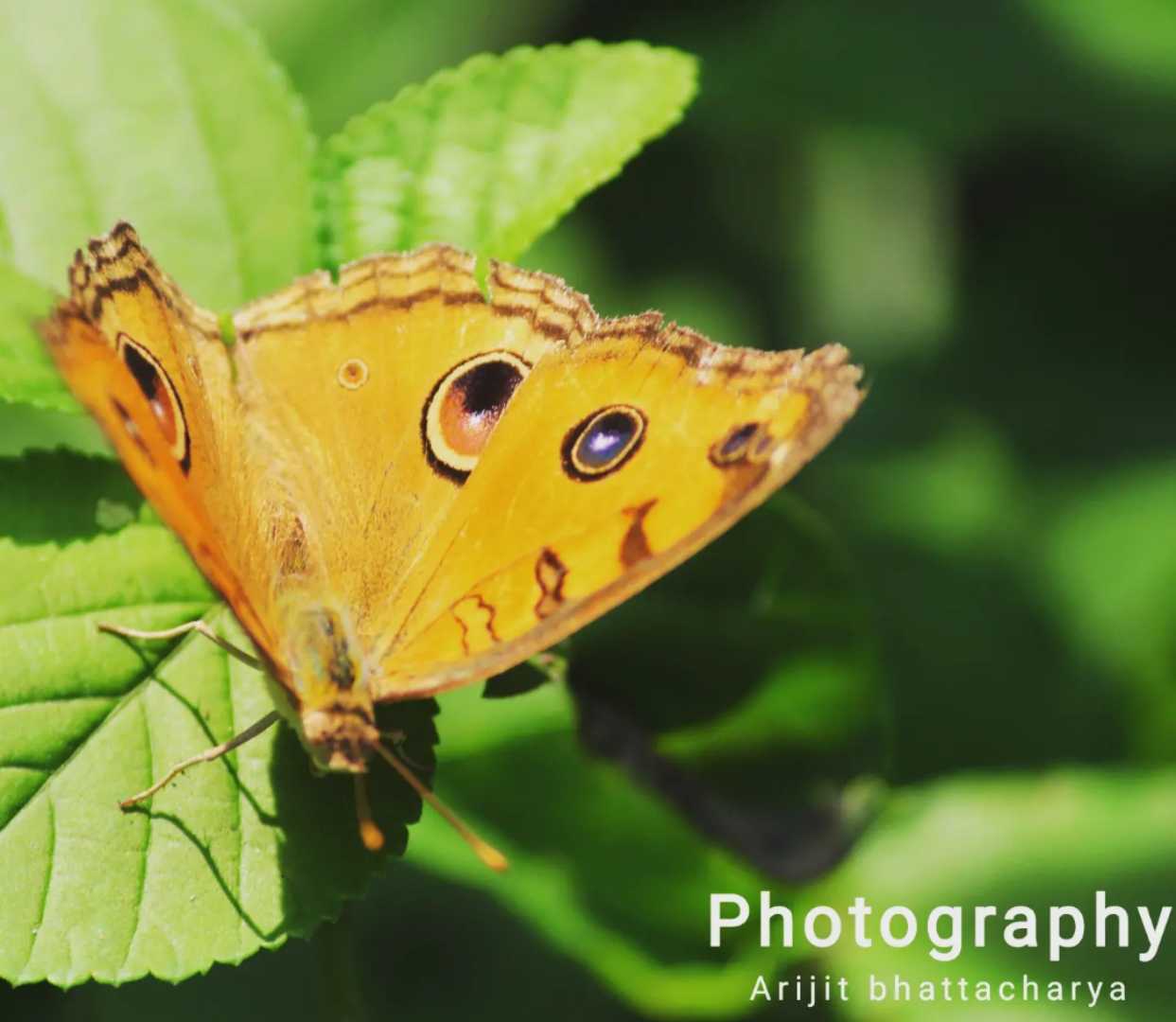 Butterfly 🎀
