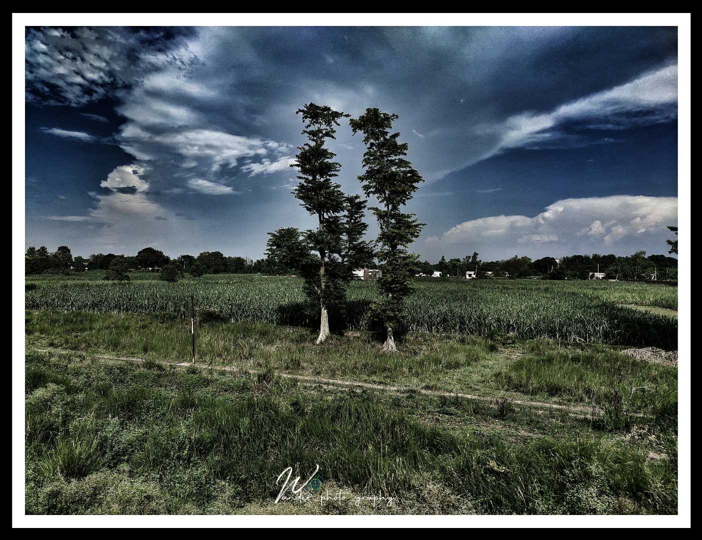 Dramatic view Tree 🌲
