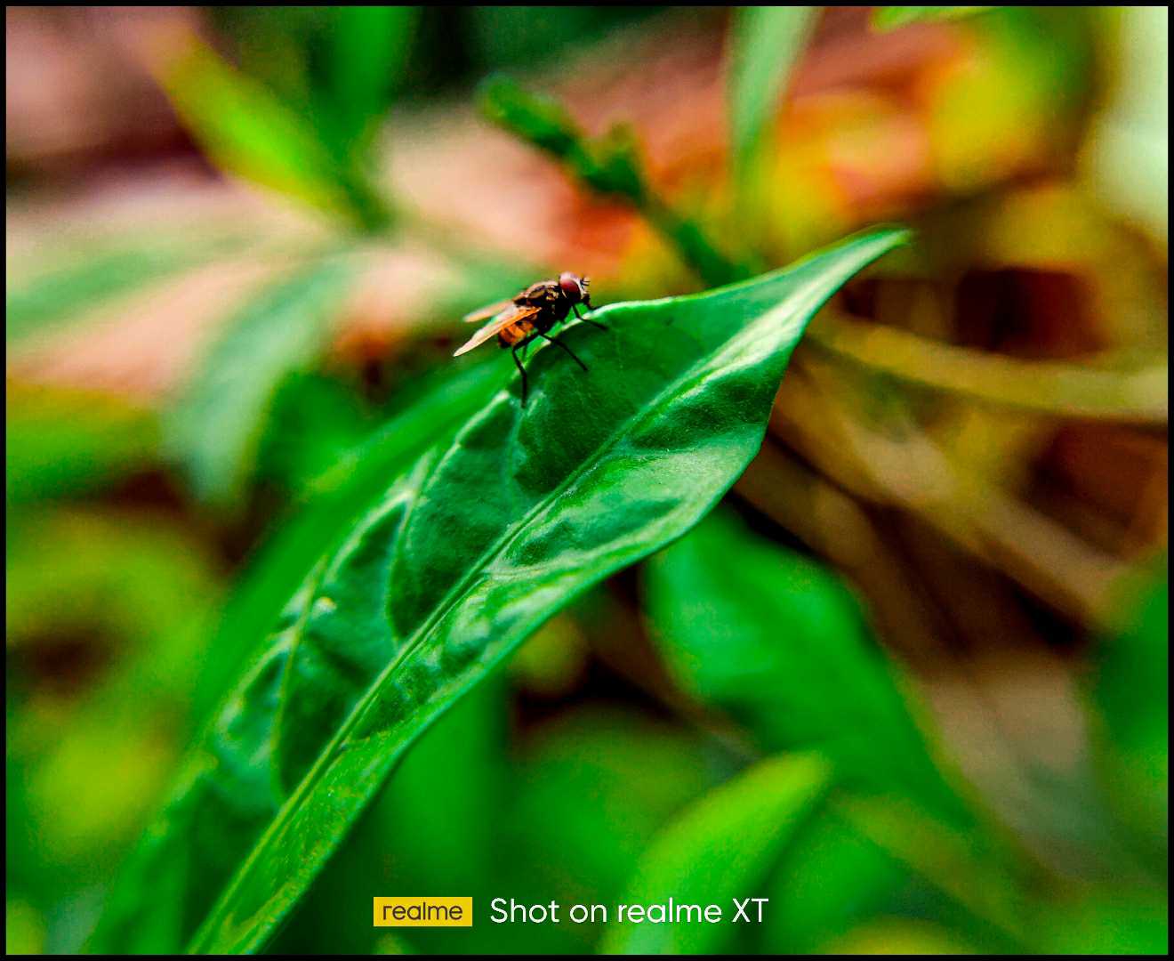 Macro shot 
