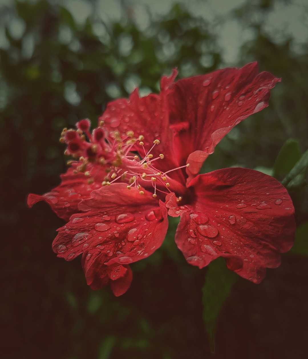 Bunga sepatu (Hibiscus rosa-sinensis)