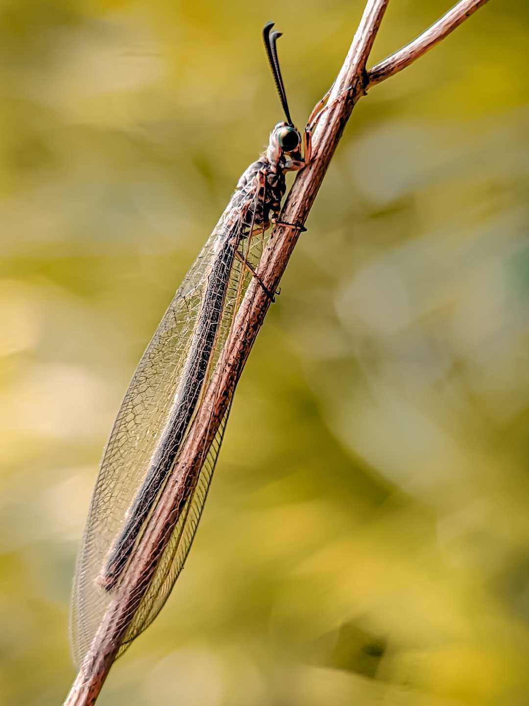 Myrmeleon /undur undur