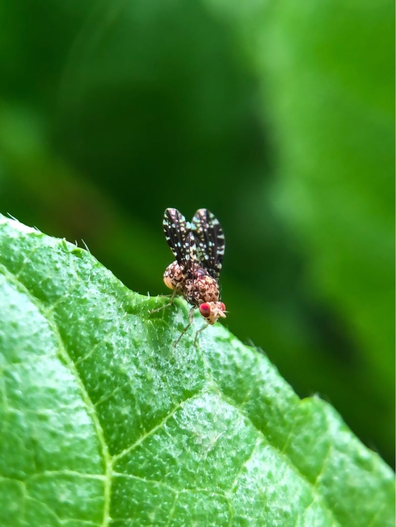 Drosophila melanogaster || Lalat Batik