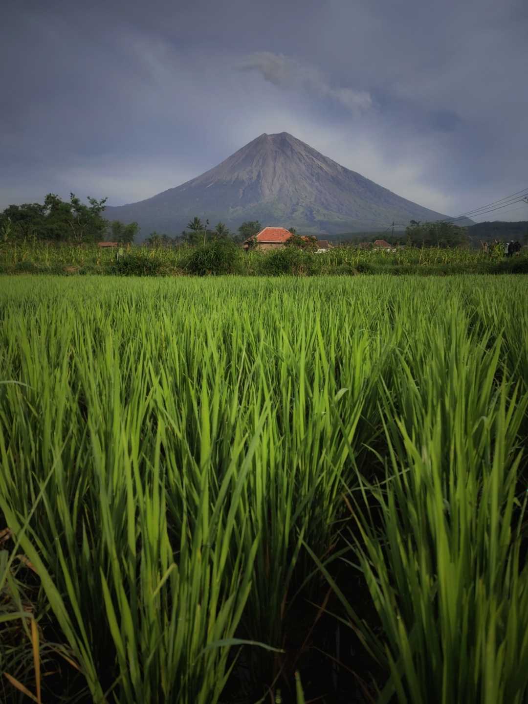 Lereng Gunung Semeru