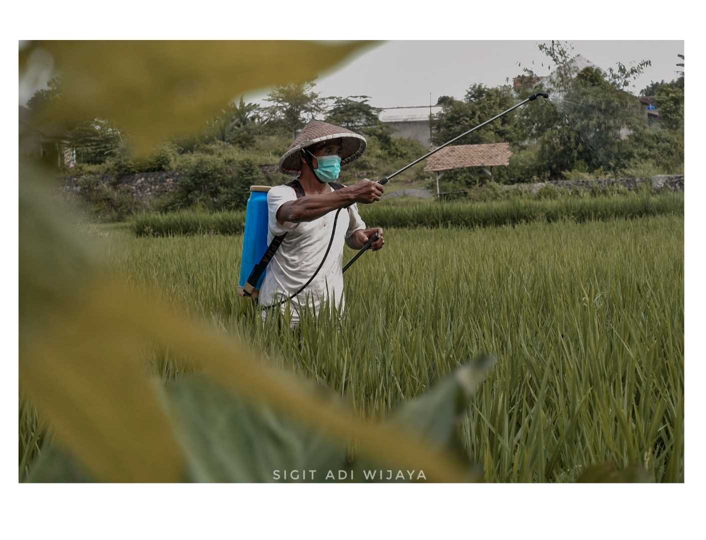 farmer