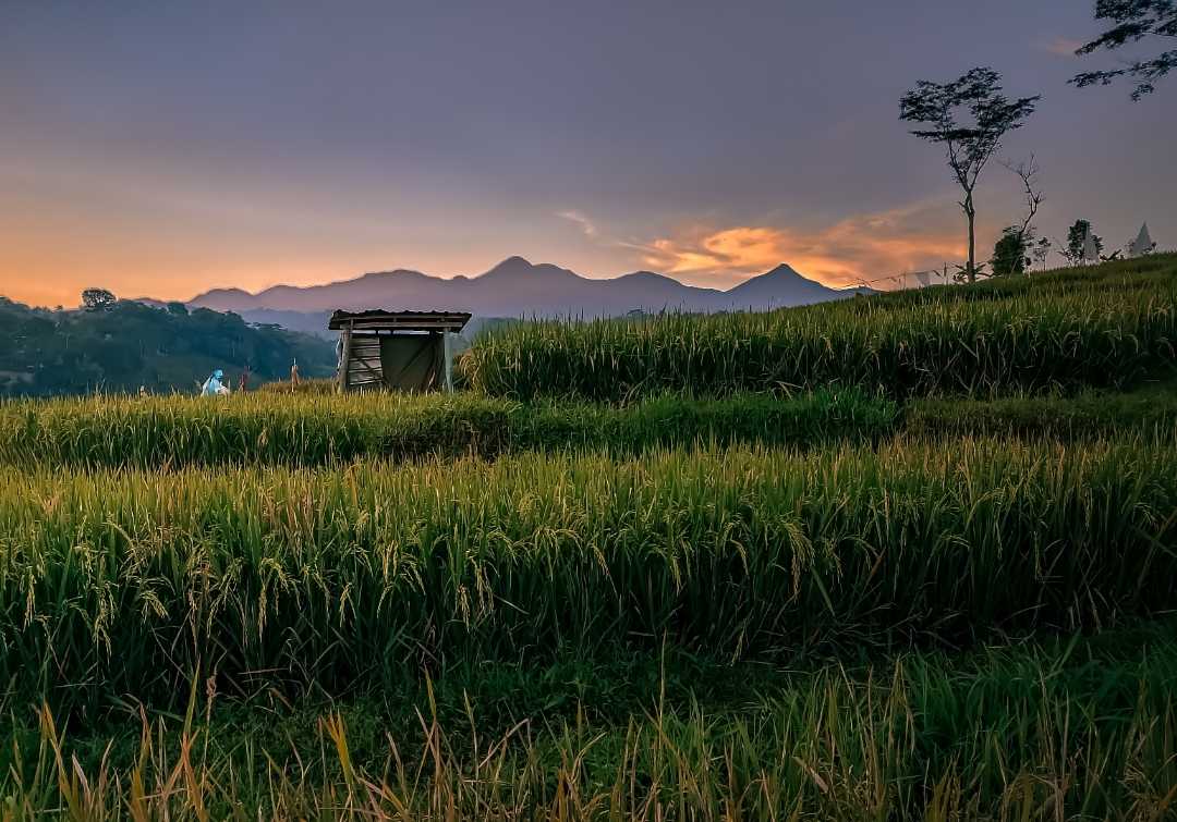 Sawah