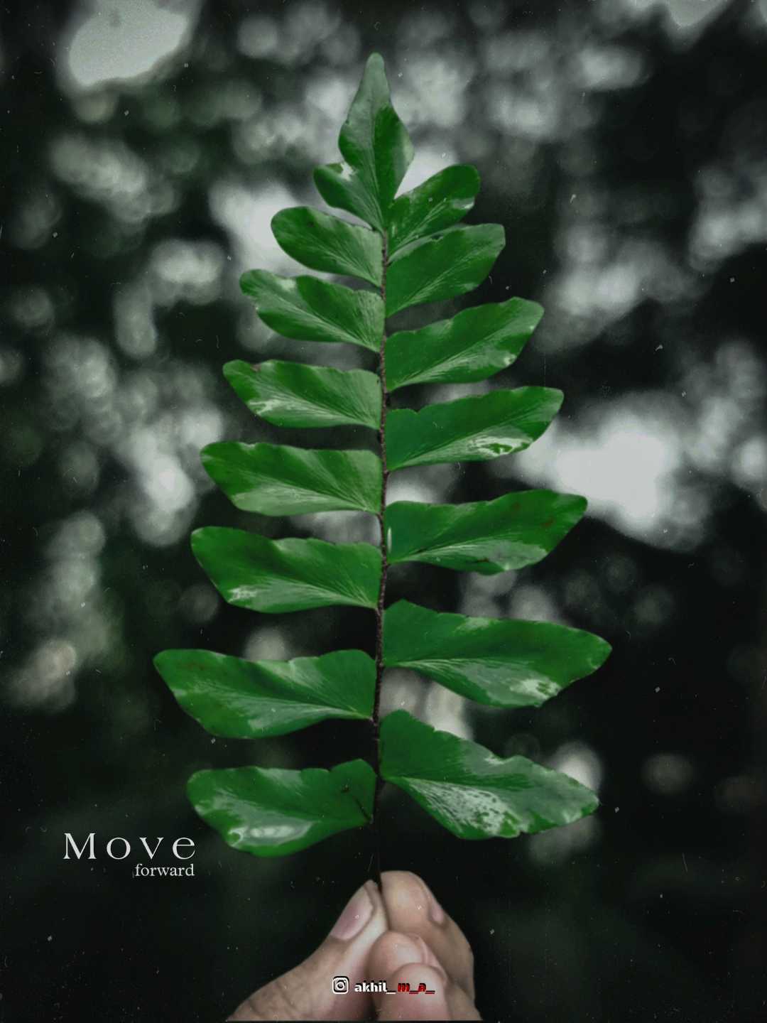 leaves 🍃
