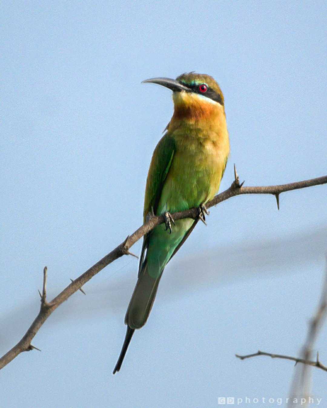 Common Bee-eater