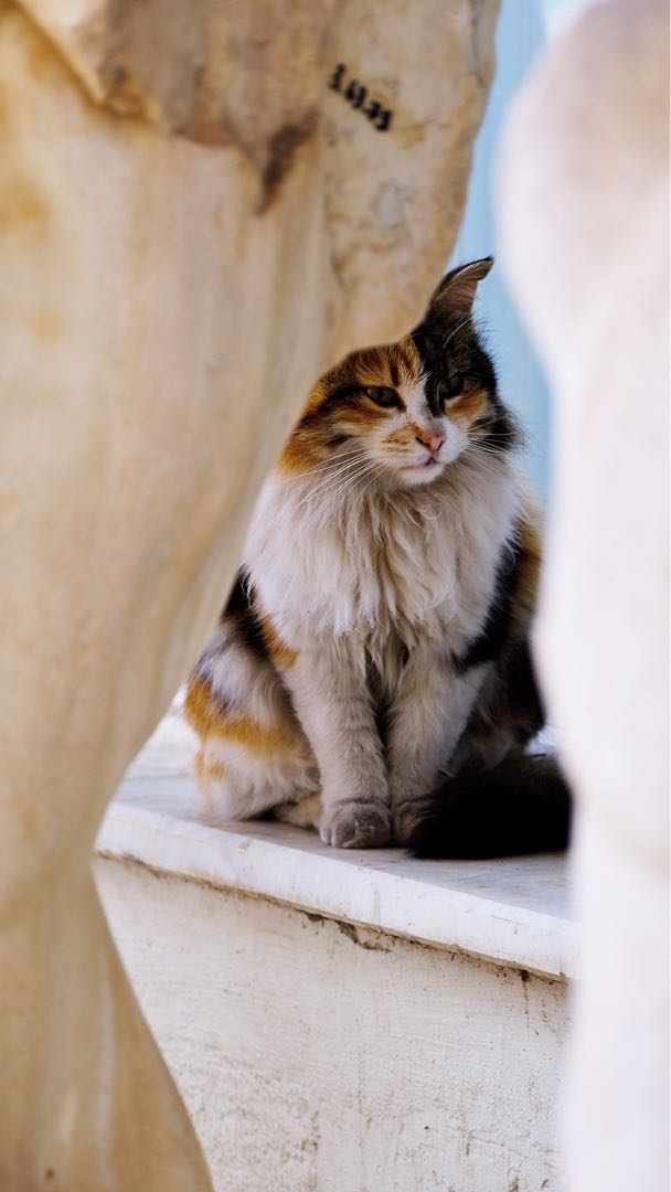 Museum cat🧡
