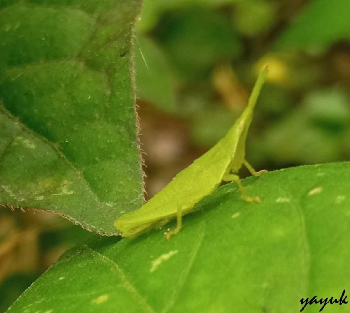 Green Grasshopper