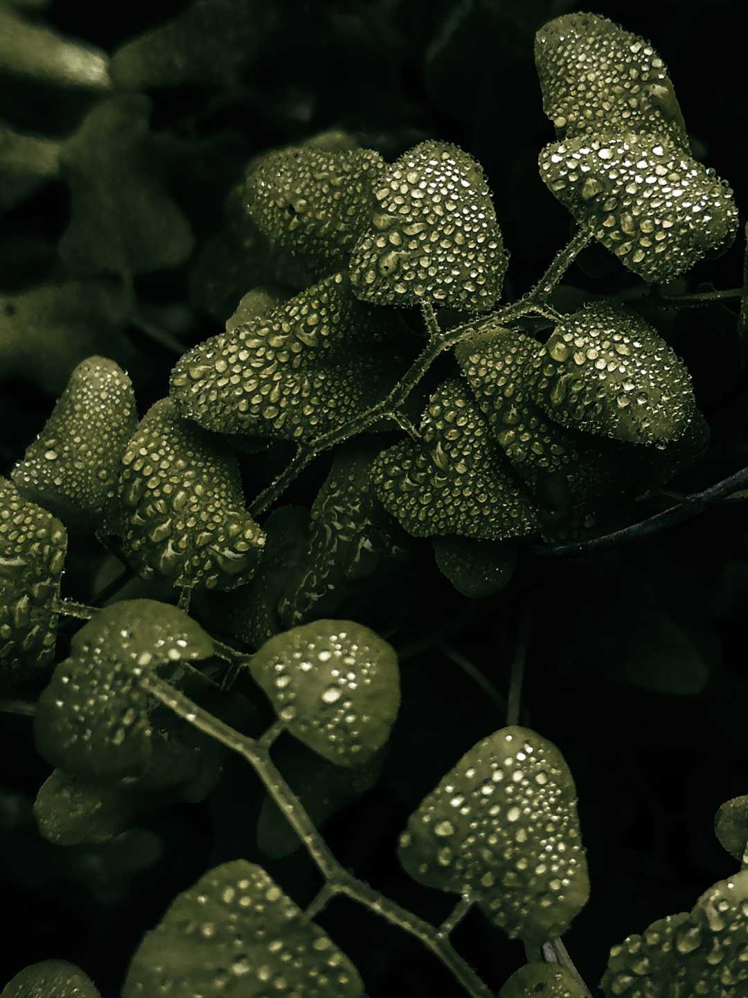 Droplets 