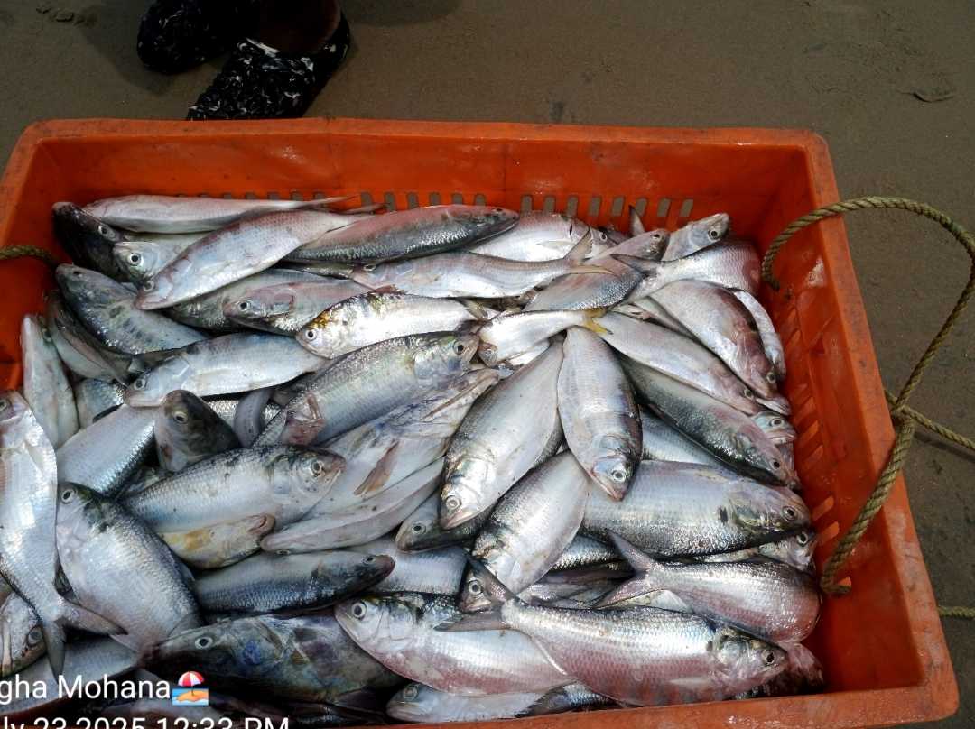 hilsa fish 🐟🐟🐟