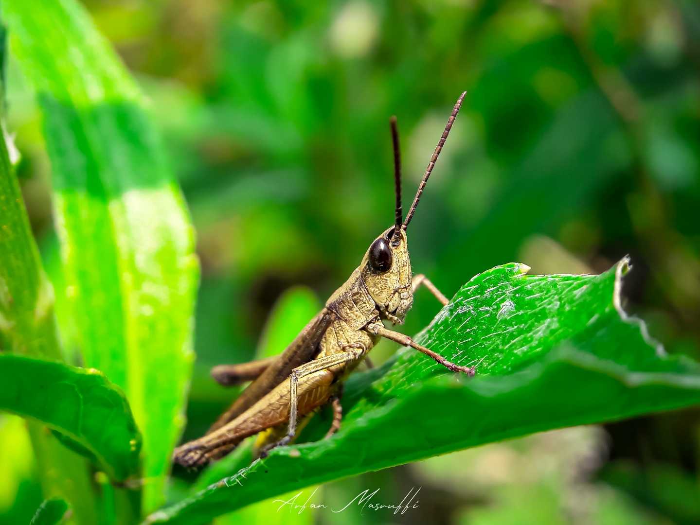 Valanga nigricornis