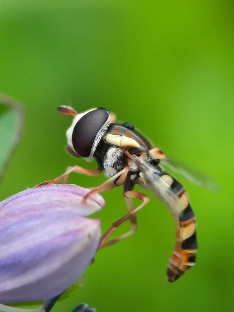 hoverfly