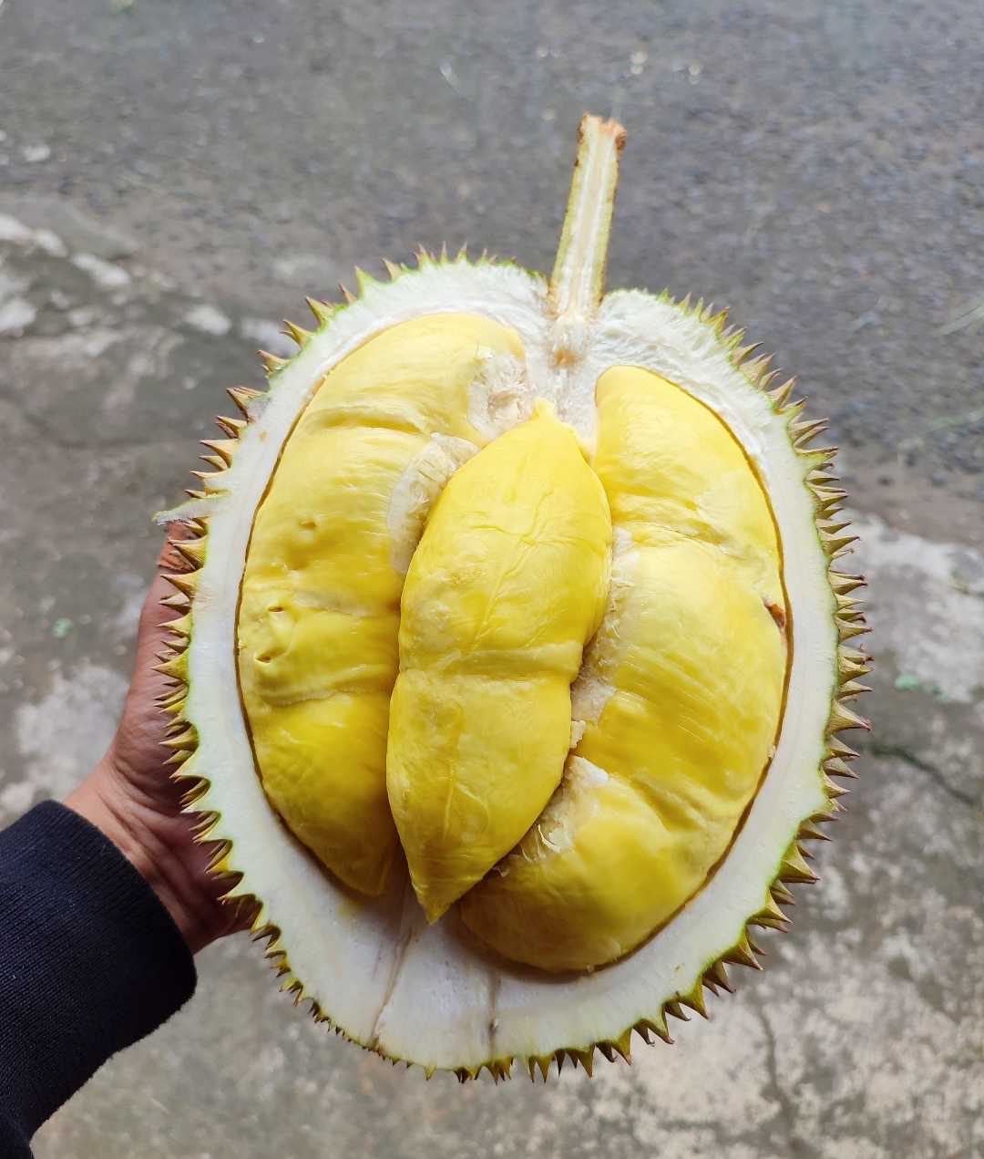 Durian