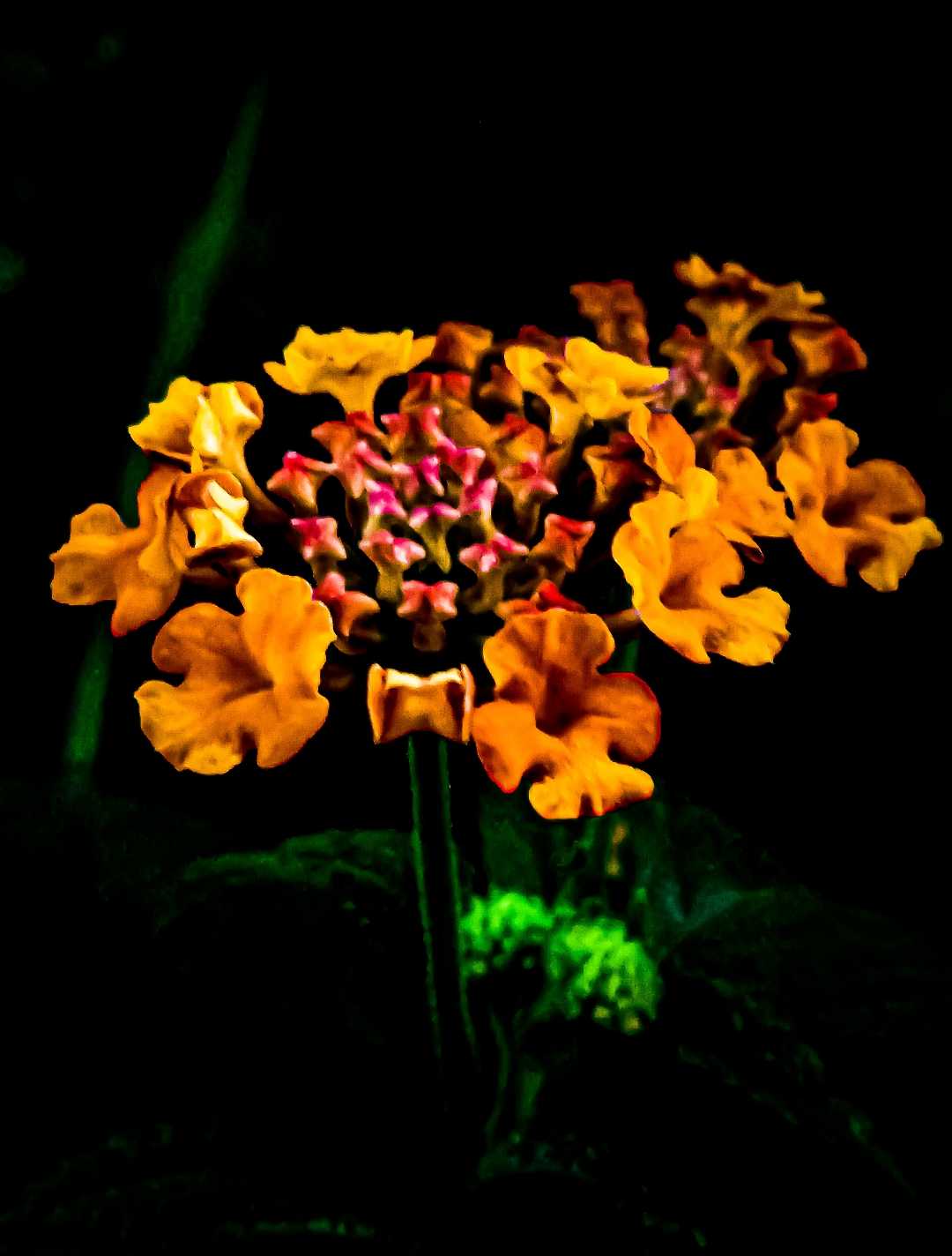 Lantana