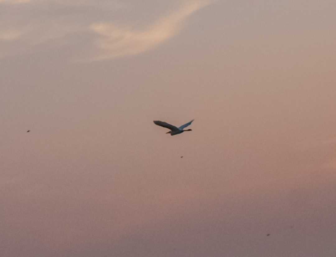 Flying Bird