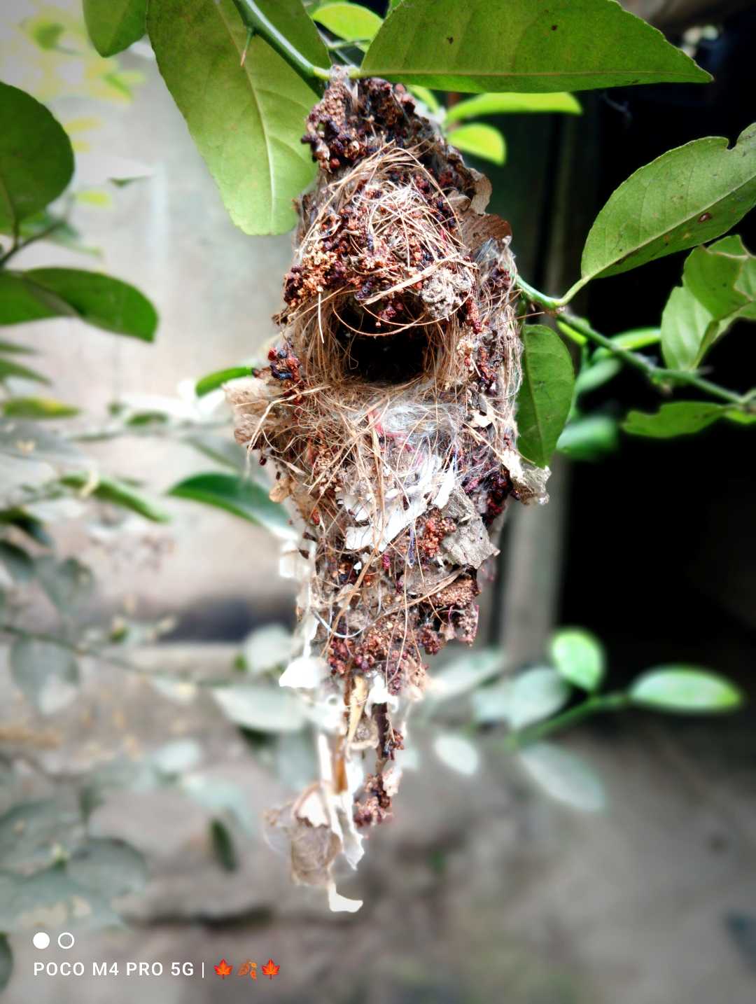 @Bird Nest