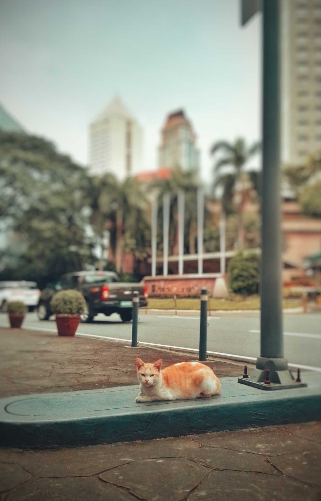 Stray Cat