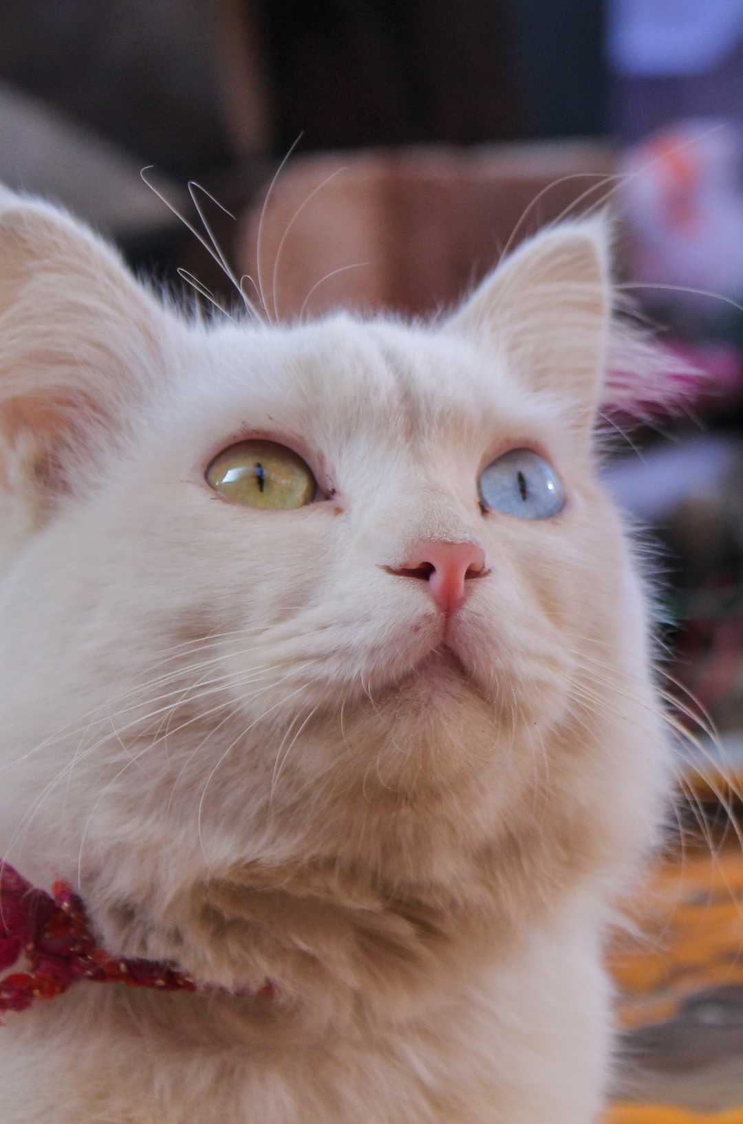 Russian cat.