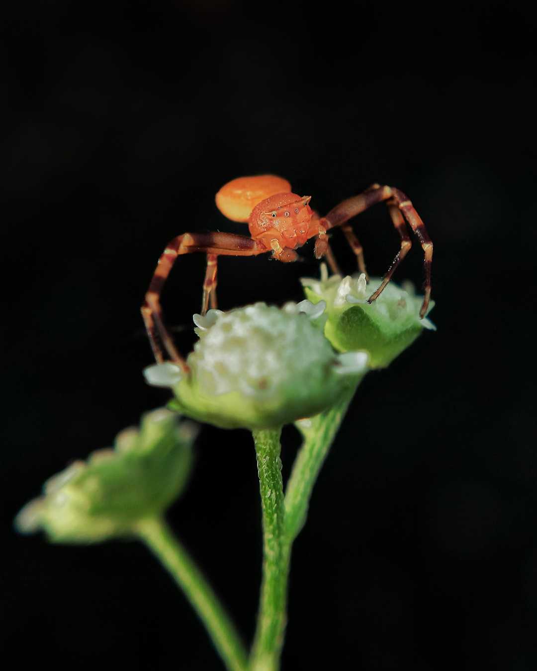 Crab spider