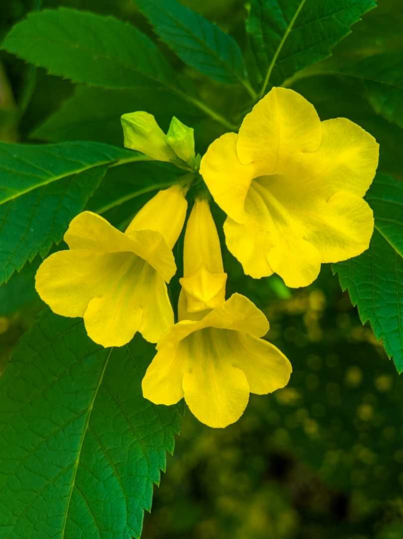 Yellow Bell Flower 💛