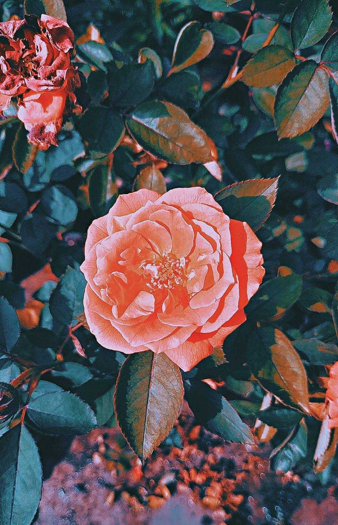 Moody capture
