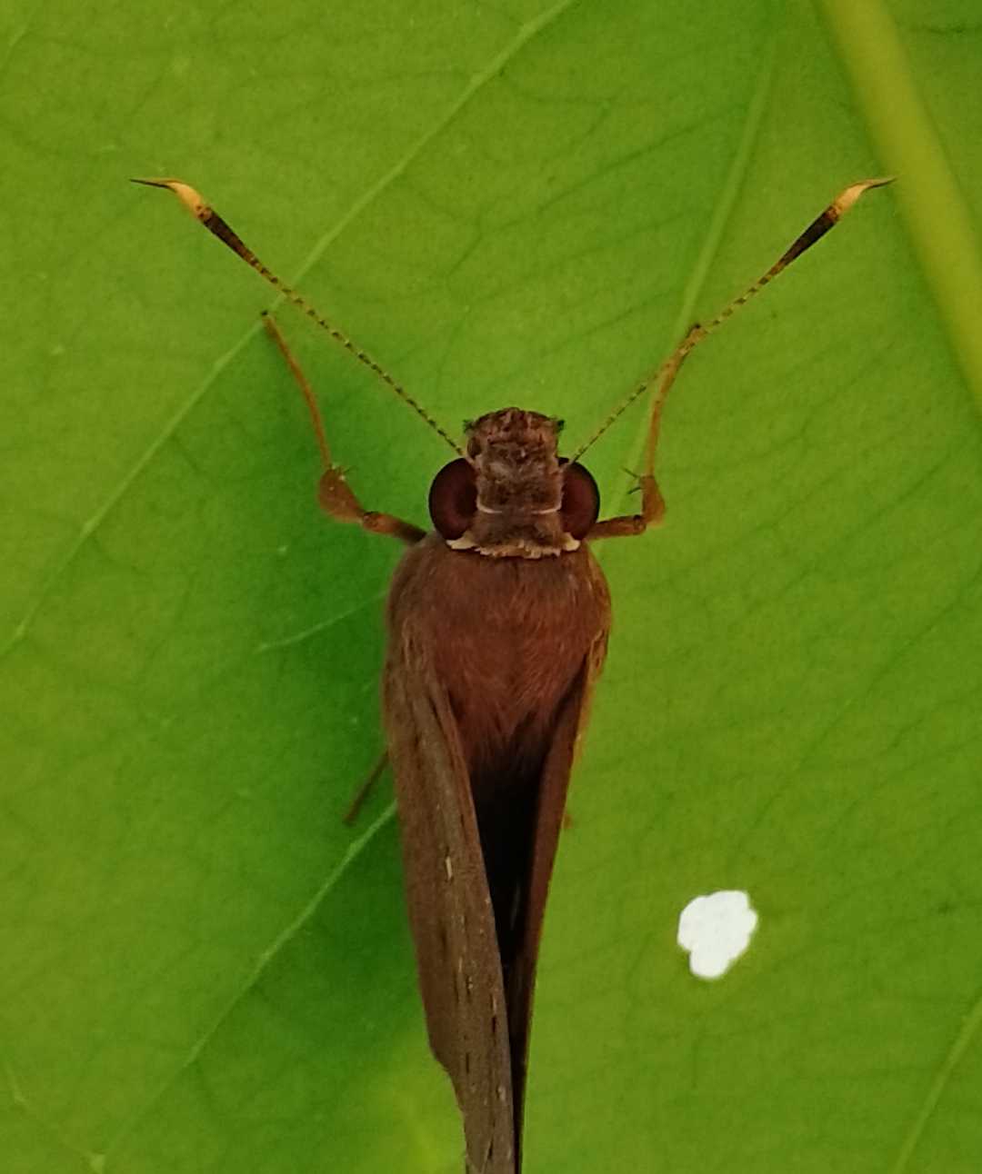 Kupu-kupu 