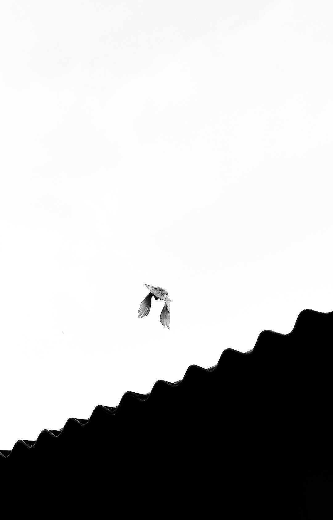 Fly high 