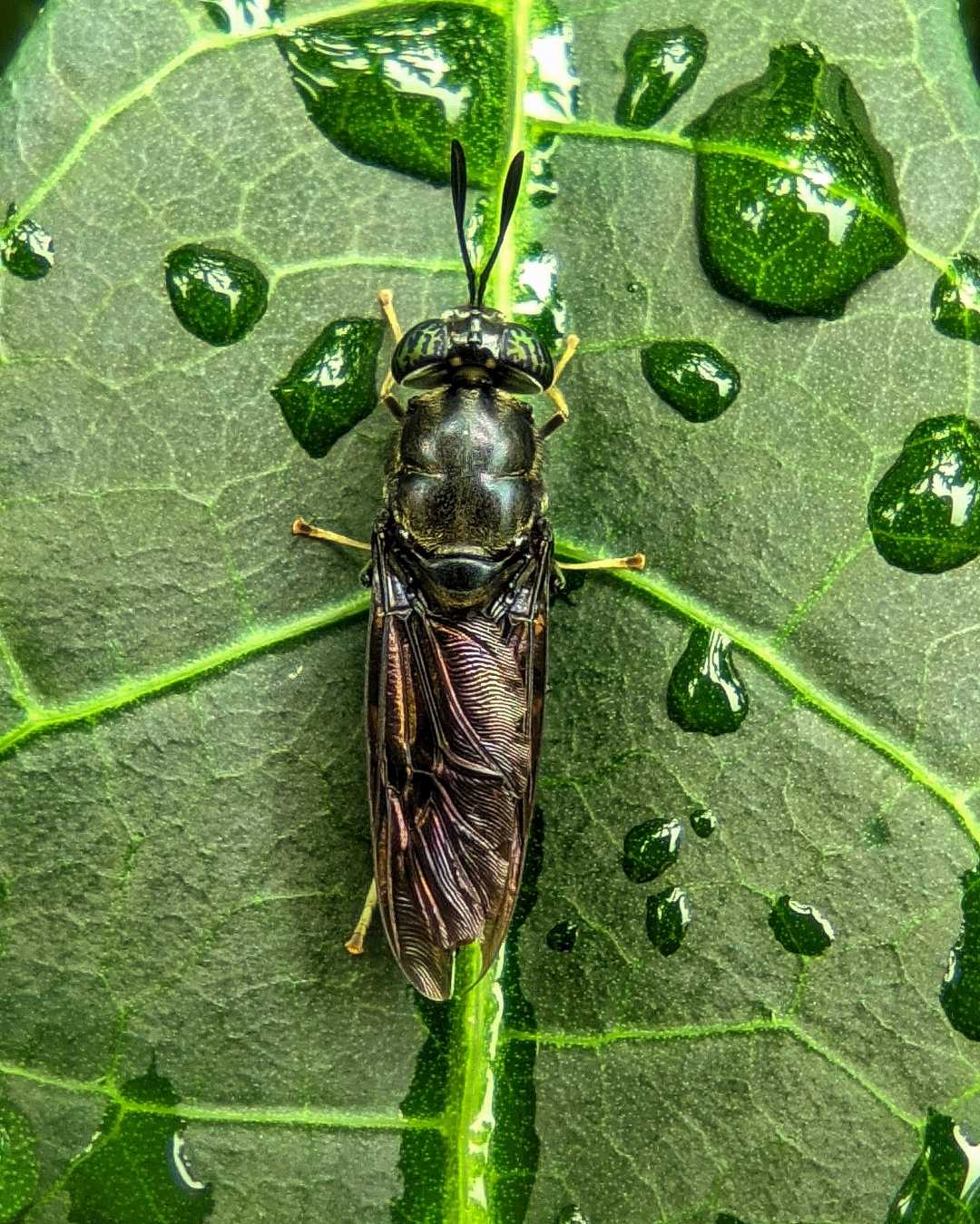 Lalat Tentara Hitam (Hermetia Illucens) 