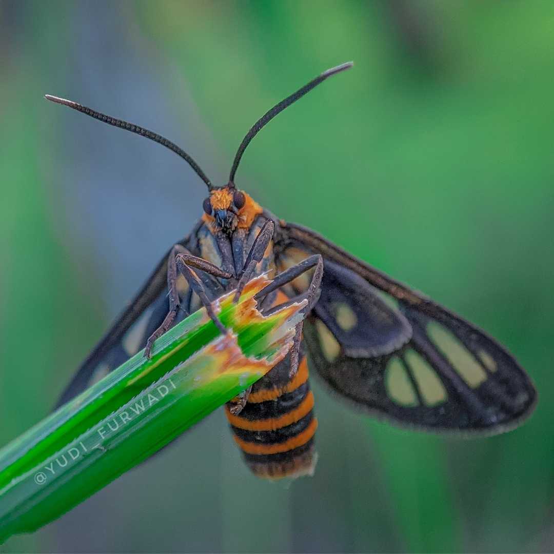 Amata huebneri