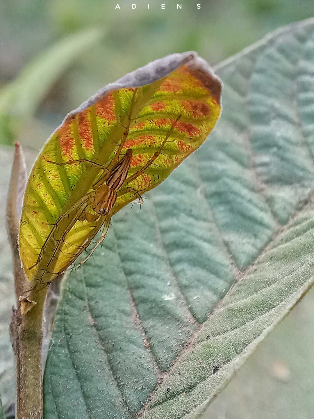 laba laba