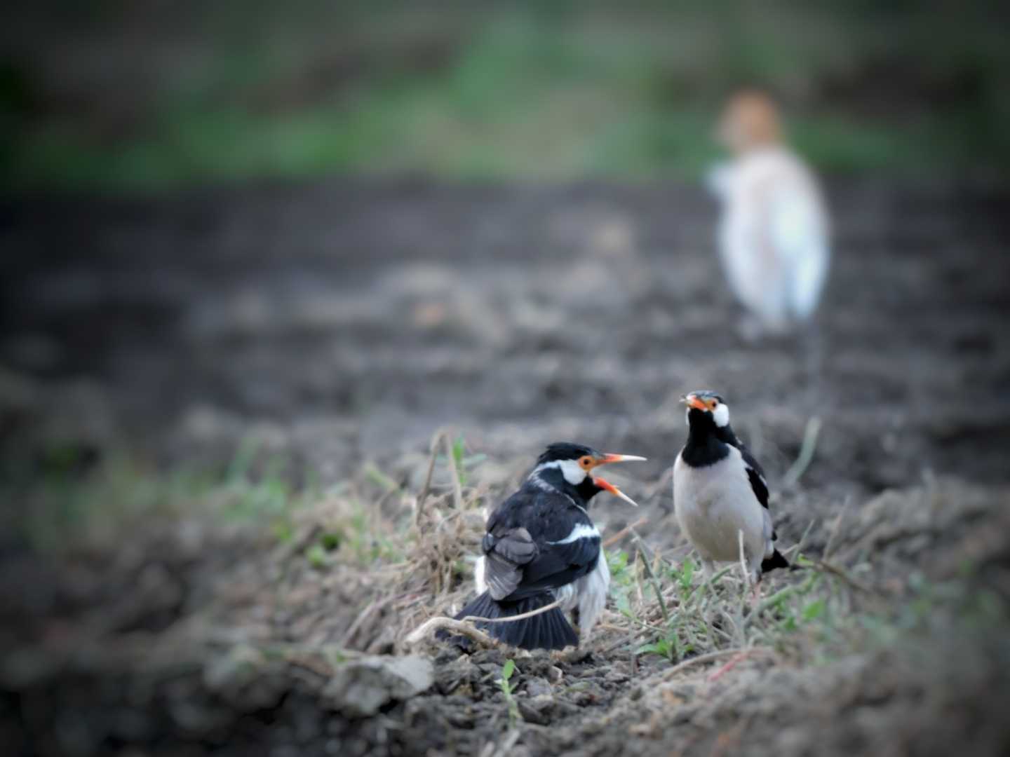 Indian Birds