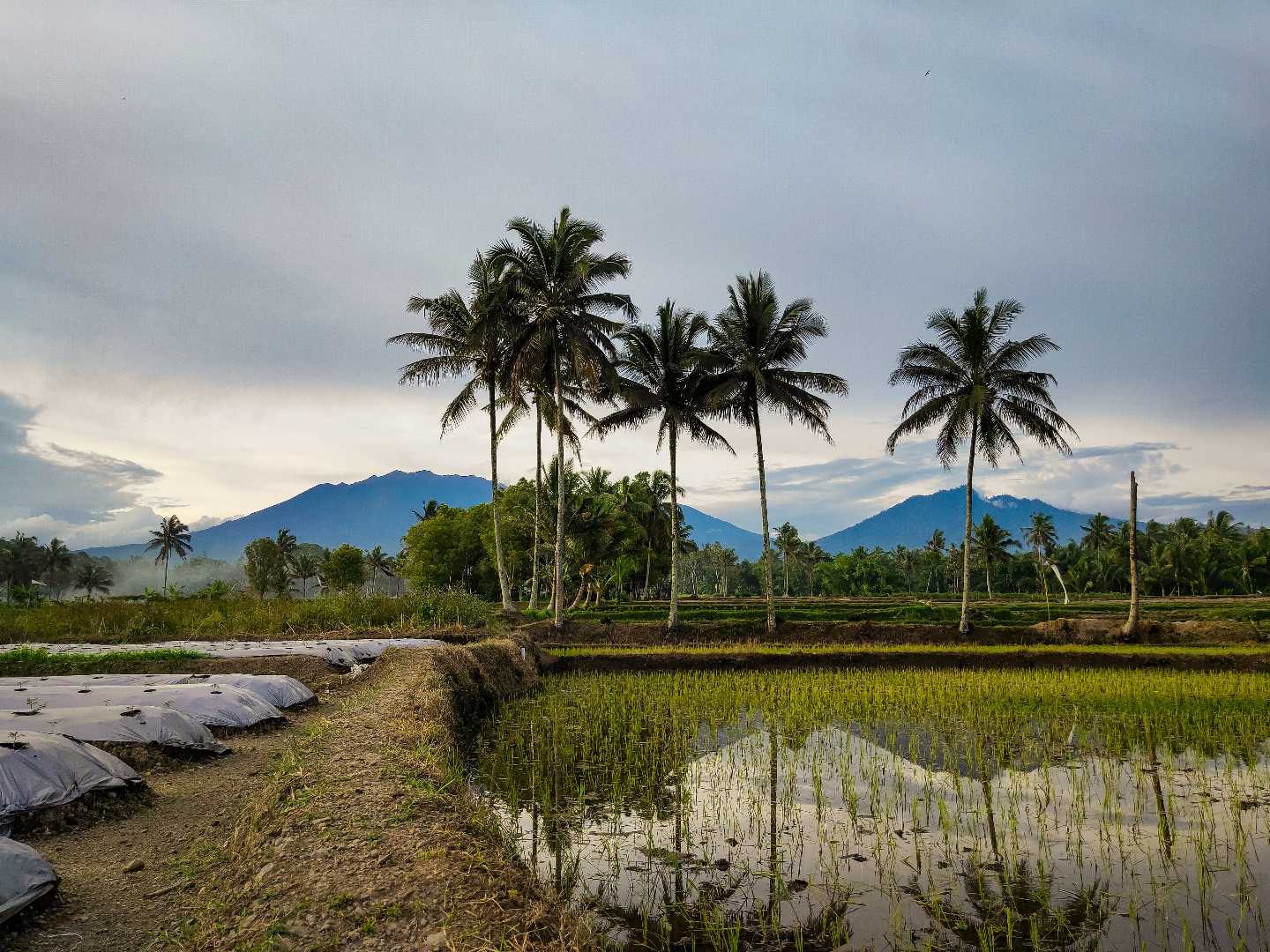 Suasana sejuk persawahan di kampung