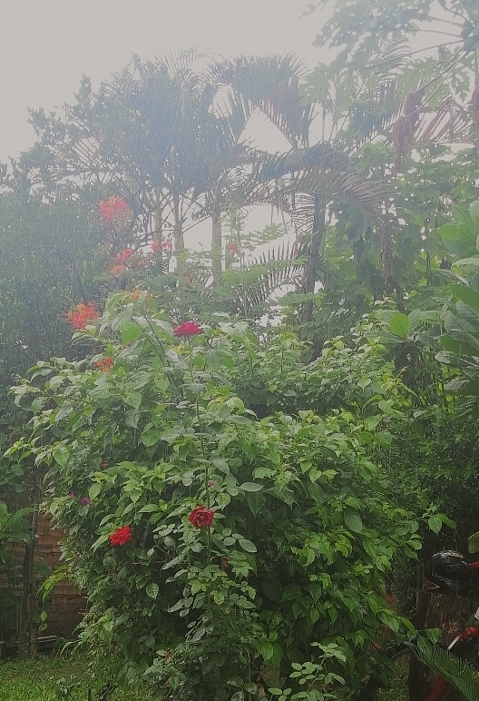 #My contry - Día de lluvia